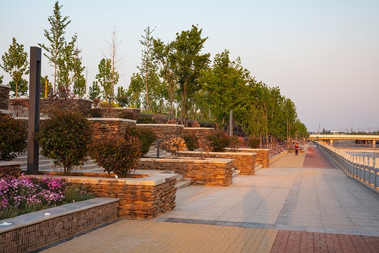 河南省焦作市沁阳市总干河滨河公园 摄影 杨其格13938828767.jpg
